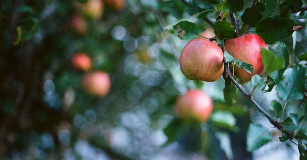 découvrez les bienfaits du vinaigre de cidre : astuces, utilisation en cuisine, conseils bien-être et recettes pour adopter ce produit naturel au quotidien.