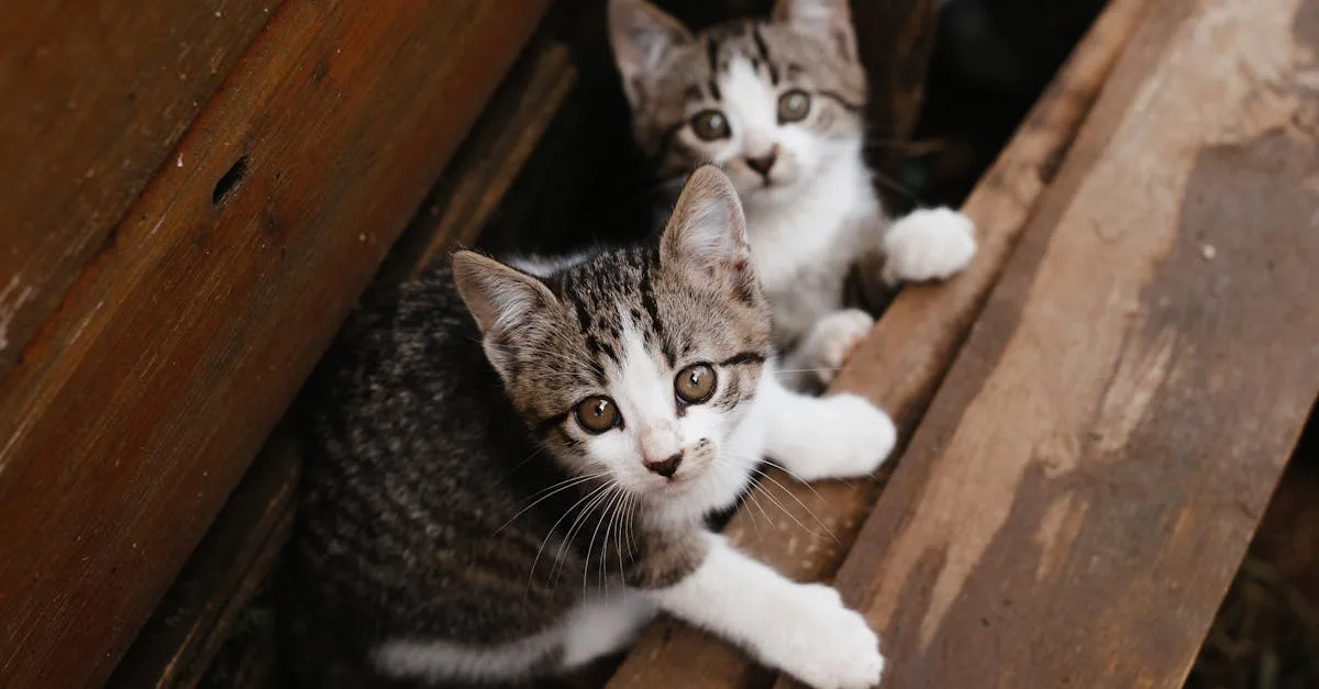 découvrez l'importance de la compagnie des animaux de compagnie, leurs bienfaits sur le bien-être et des conseils pour créer un lien profond avec votre animal.