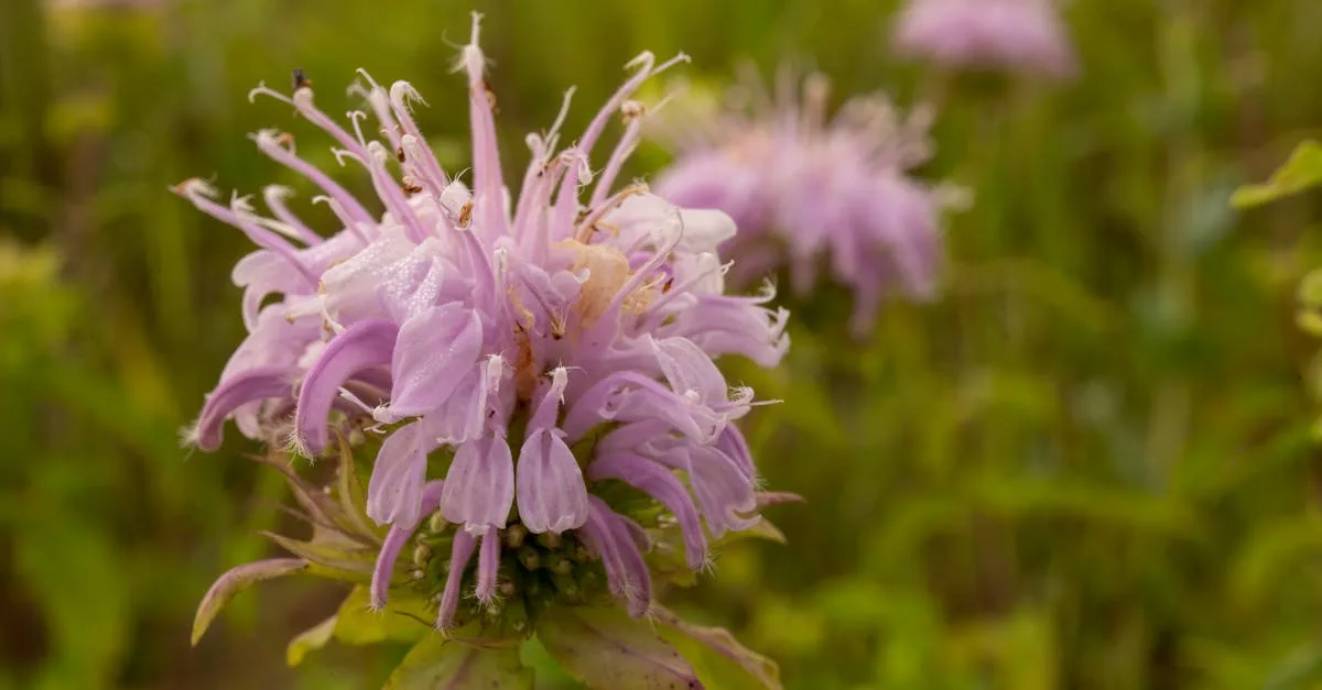 découvrez les risques liés à l’utilisation de la bergamote, ses effets secondaires potentiels et les précautions à prendre pour une utilisation sécurisée.