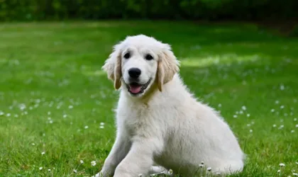 Quiz chiens animalcenter.fr : comment choisir la race idéale ?