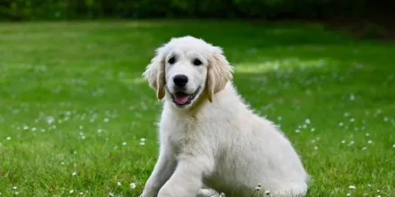 Quiz chiens animalcenter.fr : comment choisir la race idéale ?