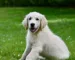 Quiz chiens animalcenter.fr : comment choisir la race idéale ?