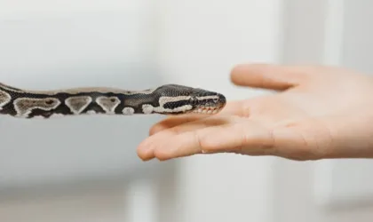 Djizz : que veut dire ce terme et dans quel contexte est-il utilisé ?