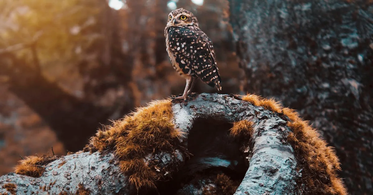 découvrez la signification et la symbolique de votre totem animal, guide spirituel et source d'inspiration dans votre vie quotidienne.