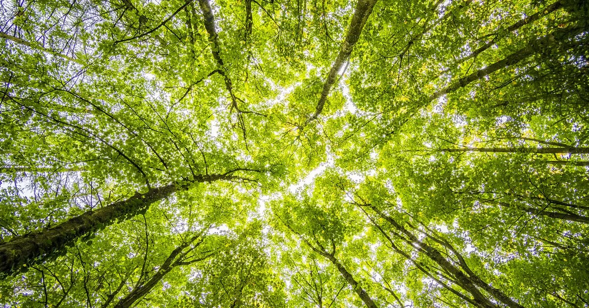 découvrez les réglementations environnementales essentielles pour protéger la nature et assurer un développement durable. informez-vous sur les lois et normes en vigueur.