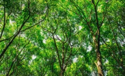 Réglementation et Normes Environnementales Clés pour la Construction de Maison