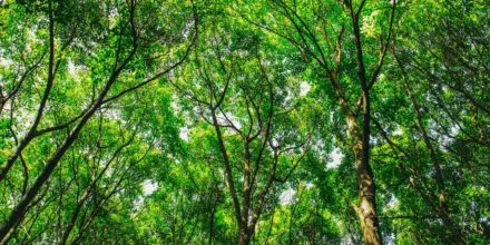 Réglementation et Normes Environnementales Clés pour la Construction de Maison
