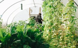 La ferme des grands champs : pionnière d’une agriculture écologique innovante