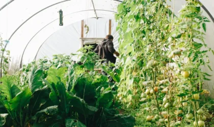La ferme des grands champs : pionnière d’une agriculture écologique innovante