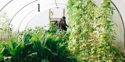 La ferme des grands champs : pionnière d’une agriculture écologique innovante