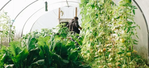 La ferme des grands champs : pionnière d’une agriculture écologique innovante