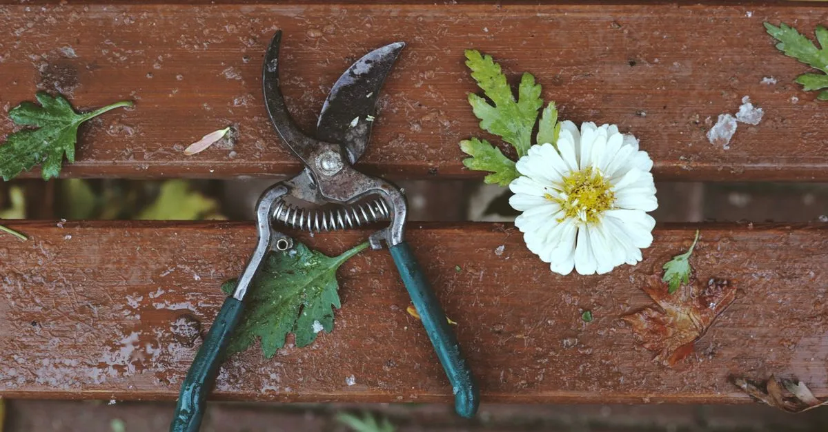 découvrez les meilleures techniques de taille pour entretenir vos plantes et arbres, favoriser leur croissance et améliorer leur santé.